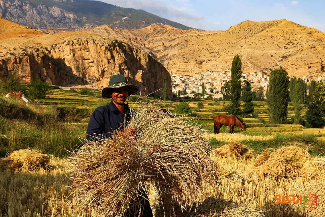شالیزارهای روستای فارسیان آزادشهر