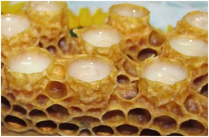 ژل رویال یکی از محصولات اصلی زنبورعسل است.