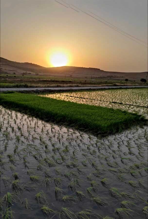 برنج دمسیاه