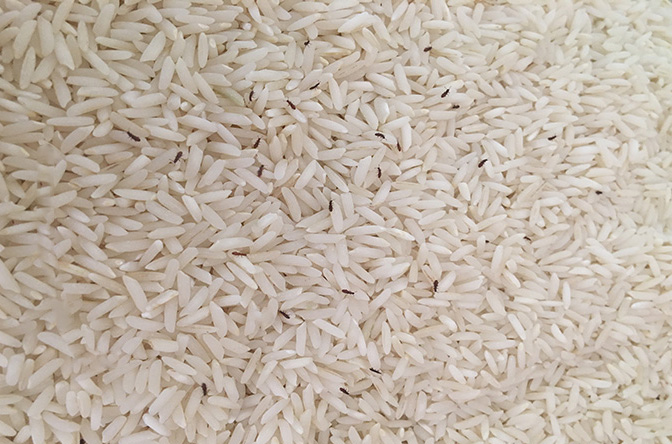 شپشک برنج