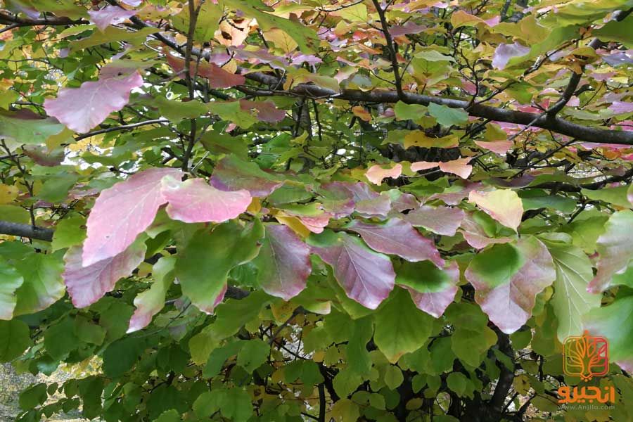 انجیلی، عروس پاییزهای هیرکانی